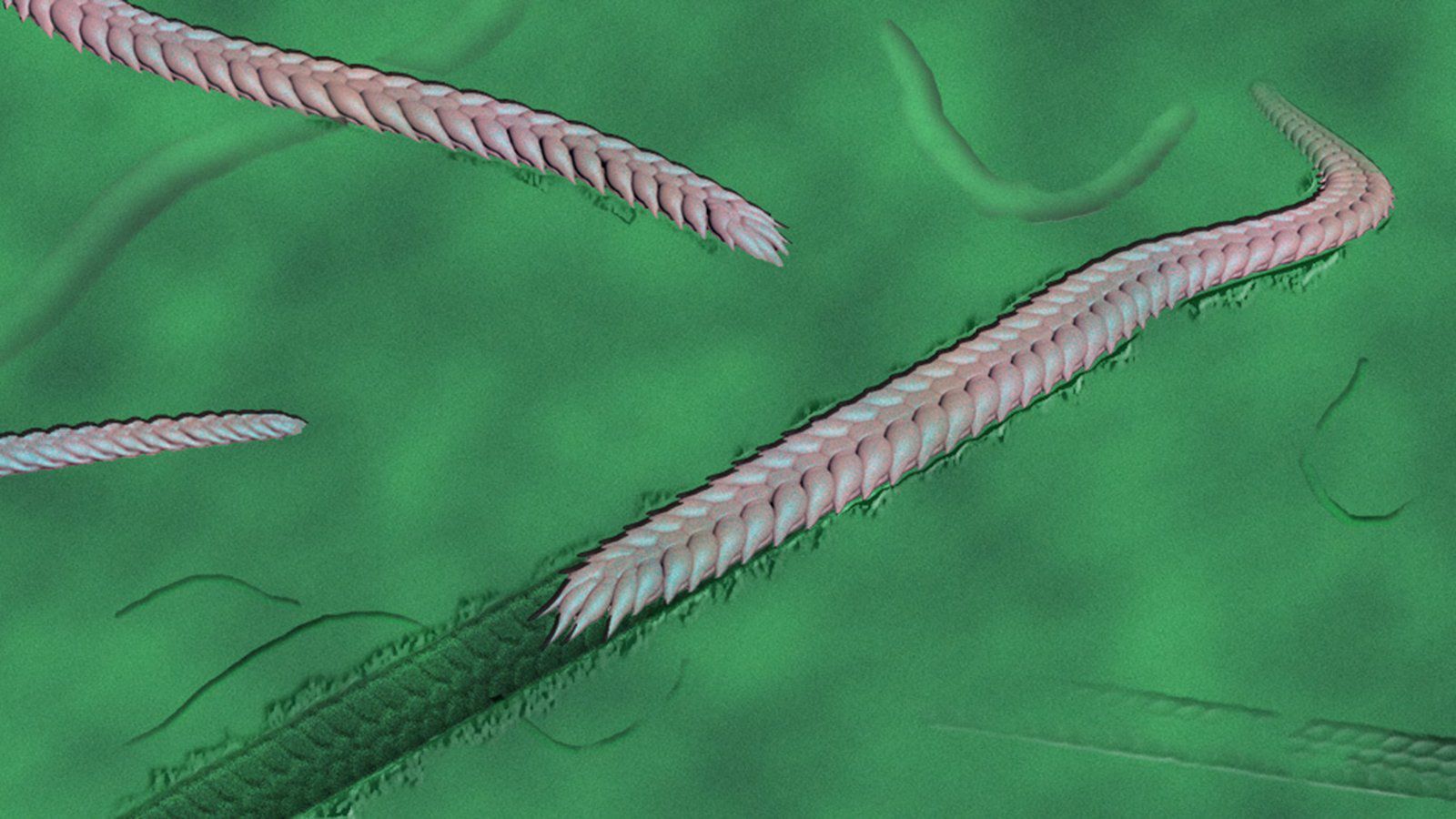 550-million-year-old worm